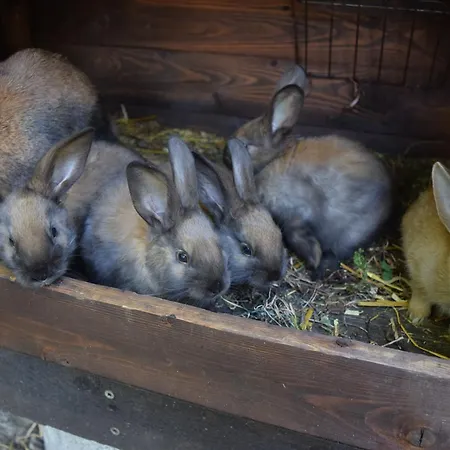 Bohg شقة بورغ