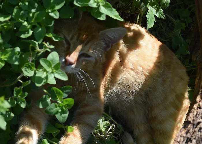 Bohg Burg (Spreewald)