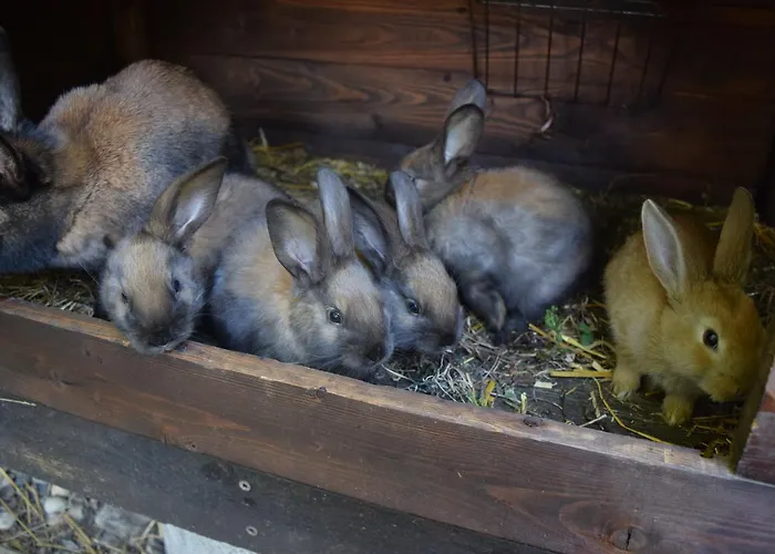 Bohg Lägenhet Burg (Spreewald)